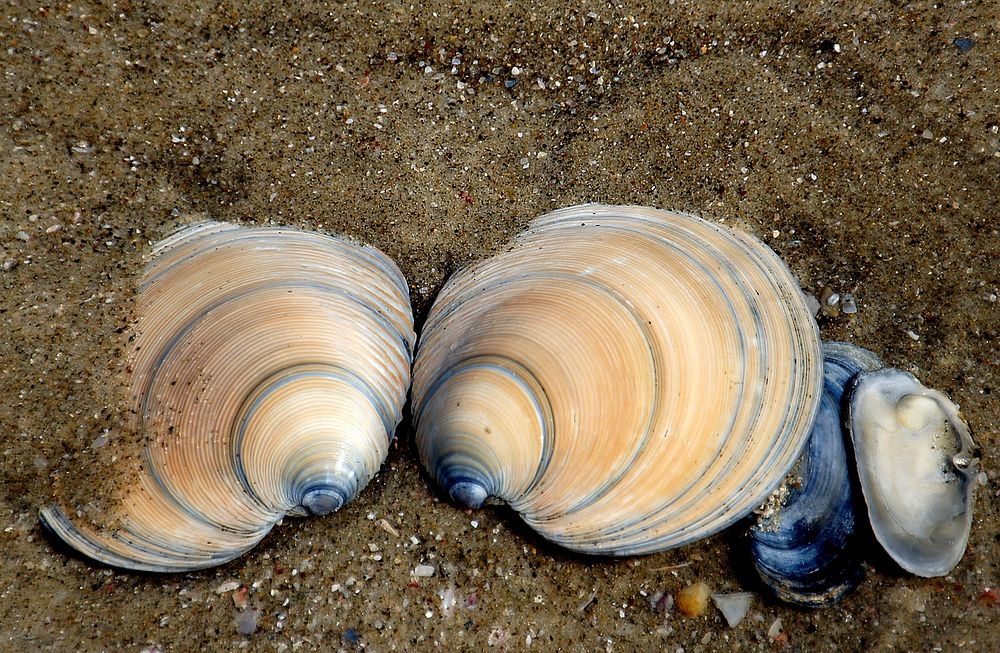 Dosinia anus (ringed venus shell) Ringed Venus ShellFound on the sandy shore.Grooved like a gramophone record. Common in…