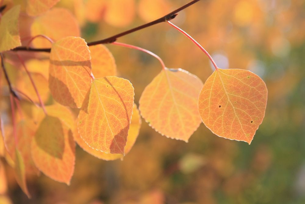 Aspen in Big Fall Creek, Bridger-Teton National Forest, Kemmerer Ranger District, USA. Original public domain image from…