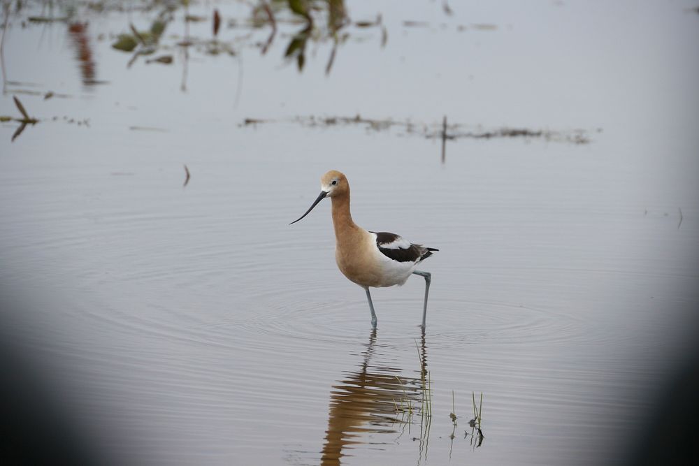 American AvocetBeautiful Avocet at the Centennial Marsh located on the Camas Prairie during the spring of 2011, near…