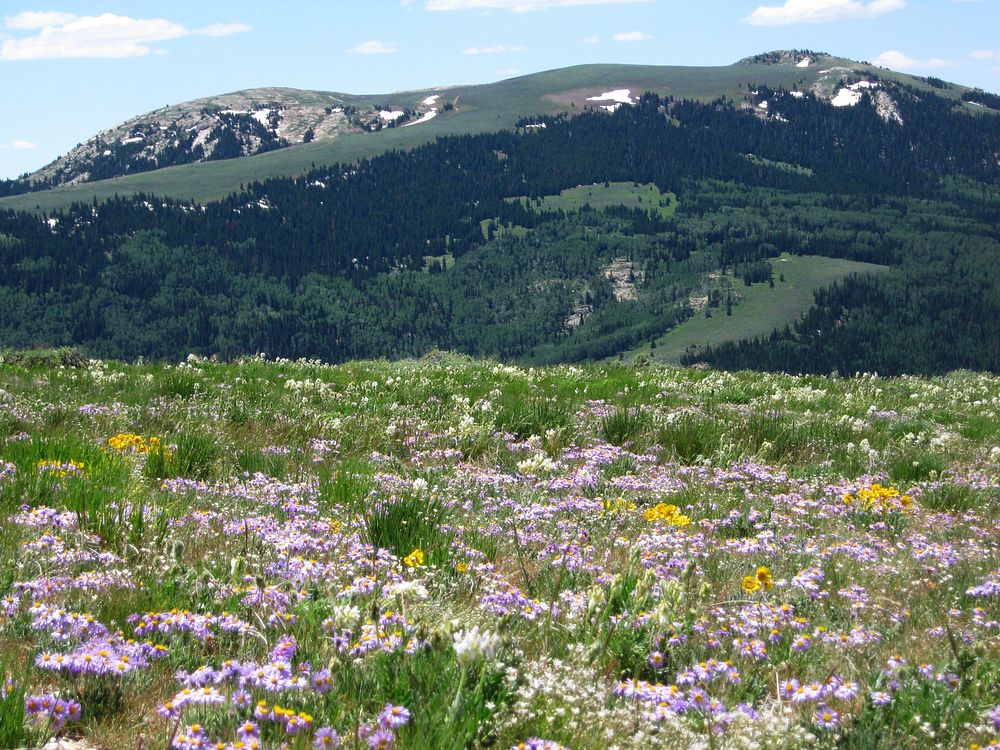 George Peak Wildflowers