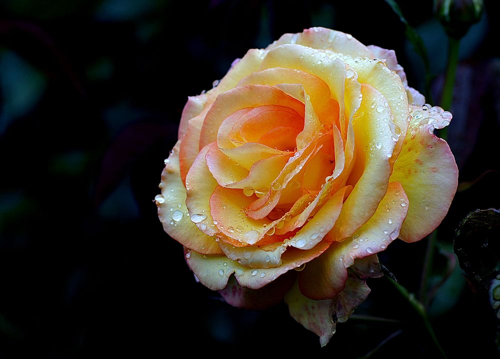 SolitaireEvery now and again a rose is bred that quickens the pulse and really takes the eye, and this beauty definitely…