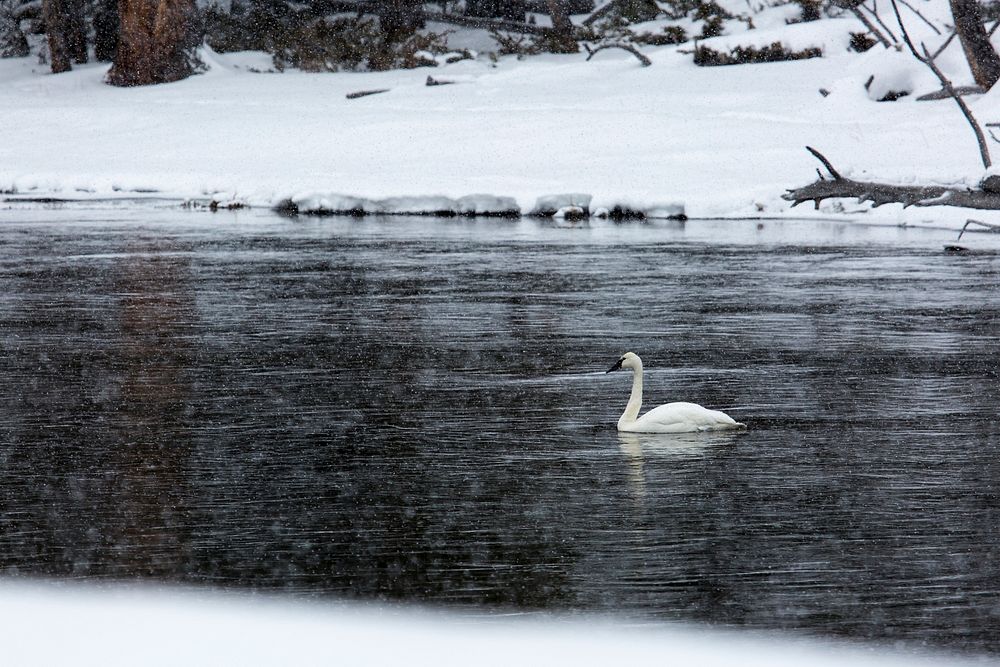 Swan on the Madison RiverTrumpeter swan on the Madison River by Neal Herbert. Original public domain image from Flickr