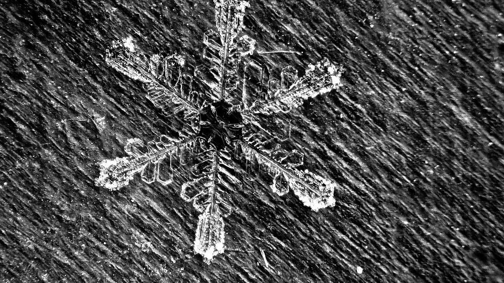 Fresh Utah Snowflake, a Stellar Dendrite. Ogden Ranger District, UT. Uinta-Wasatch-Cache National Forest, USA. Original…