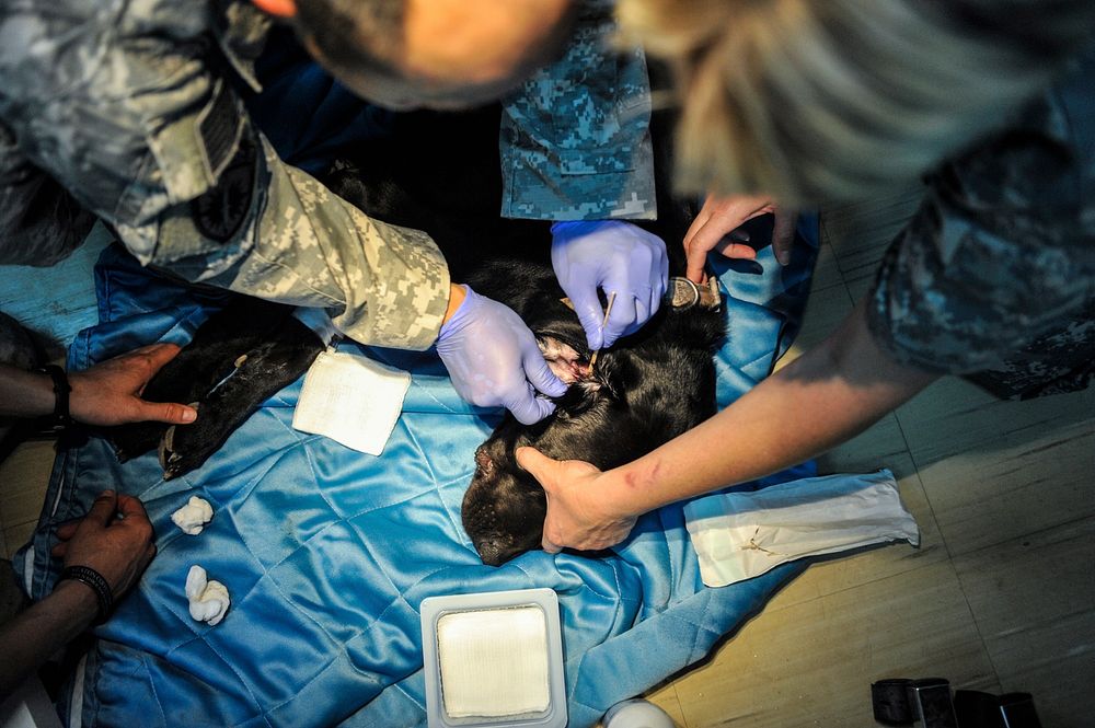 Quick, a U.S. Marine Corps explosives search dog, has his ear canals cleaned by a U.S. Army veterinary team Jan. 13, 2014…