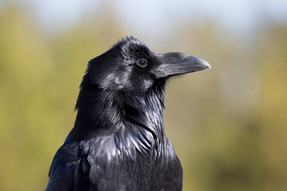 Common raven. Original public domain image from Flickr