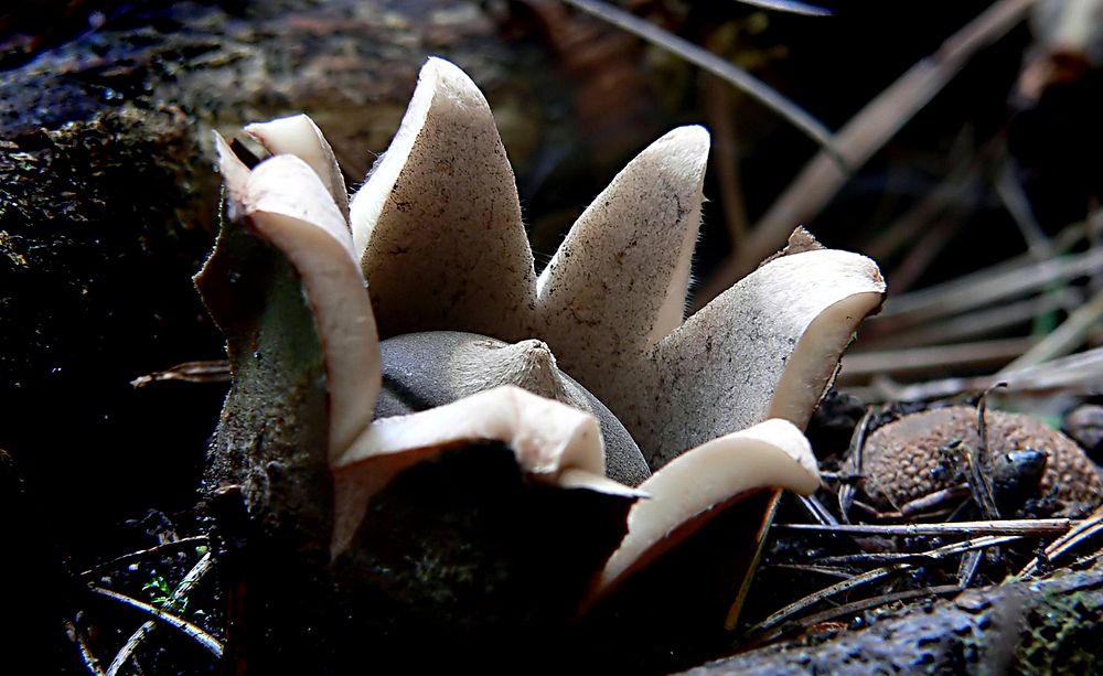 Earthstar fungus in the woods. Original public domain image from Flickr.