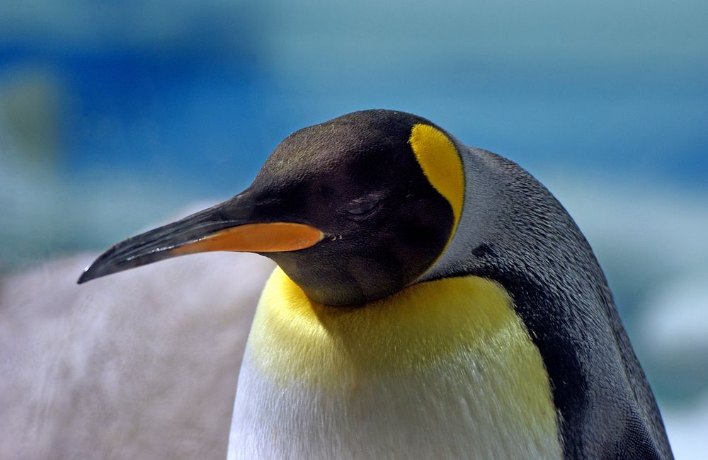 King penguins are slightly smaller and lighter than their southern relative, the emperor penguin, making them the second…