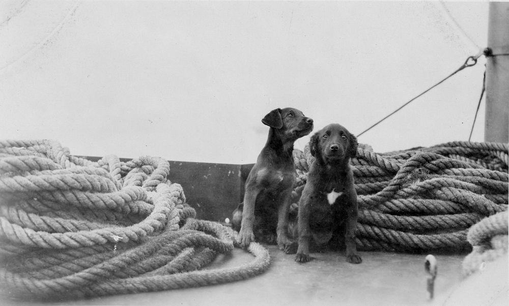 Dogs on deck. Hospital ships. Transport of sick and wounded. U.S.S. Relief Archives1920s. Original public domain image from…