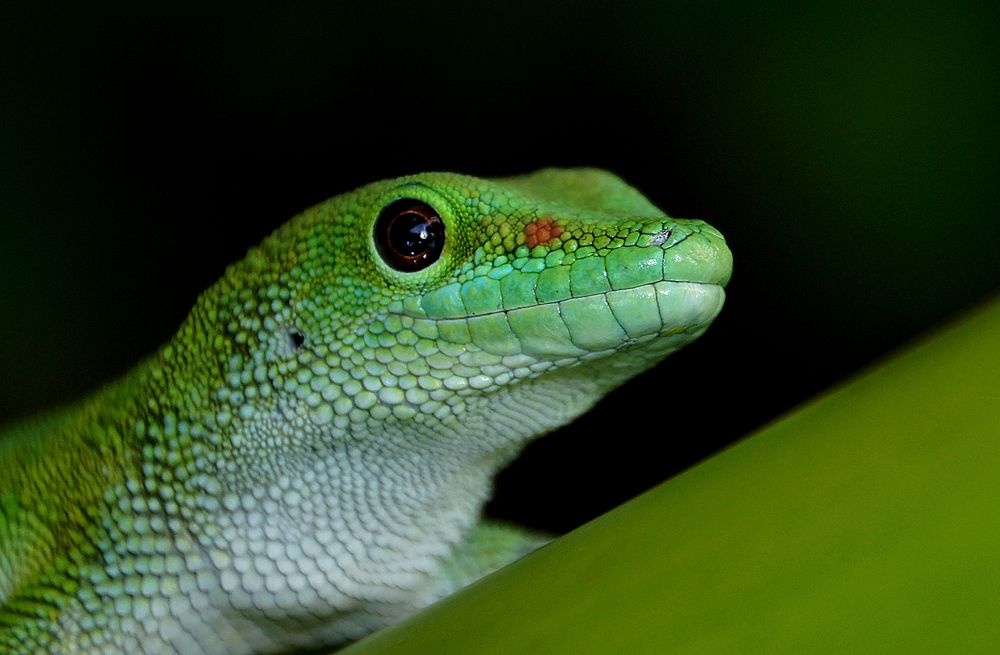 Madagascan Day Gecko. Most comfortable in hot and humid climates, the Madagascan giant day gecko is right at home in the…