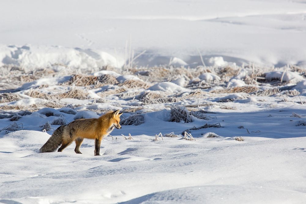 Red fox in snow landscape. Original public domain image from Flickr
