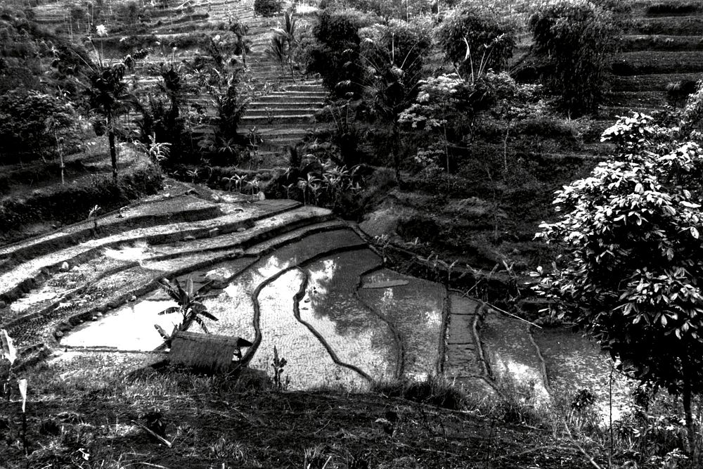 USAID in Indonesia Agriculture. U.S. National Archives. Original public domain image from Flickr