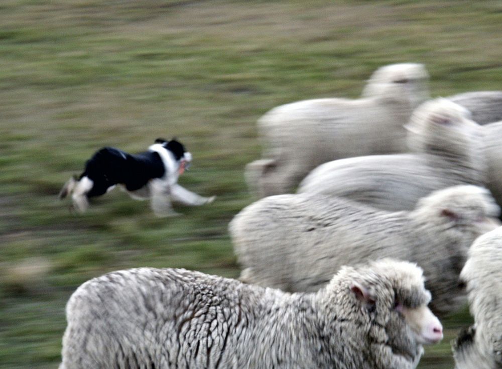 Mustering Shepherds in the high country use teams of dogs to help them muster stock off the hills for shearingand weaning.…