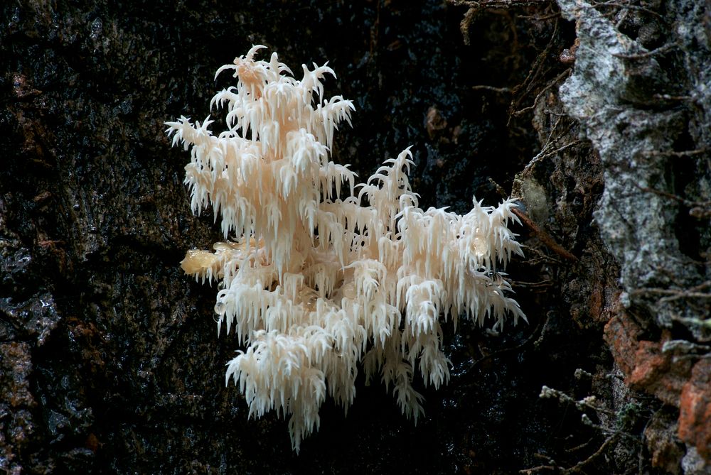 Hericium coralloides.