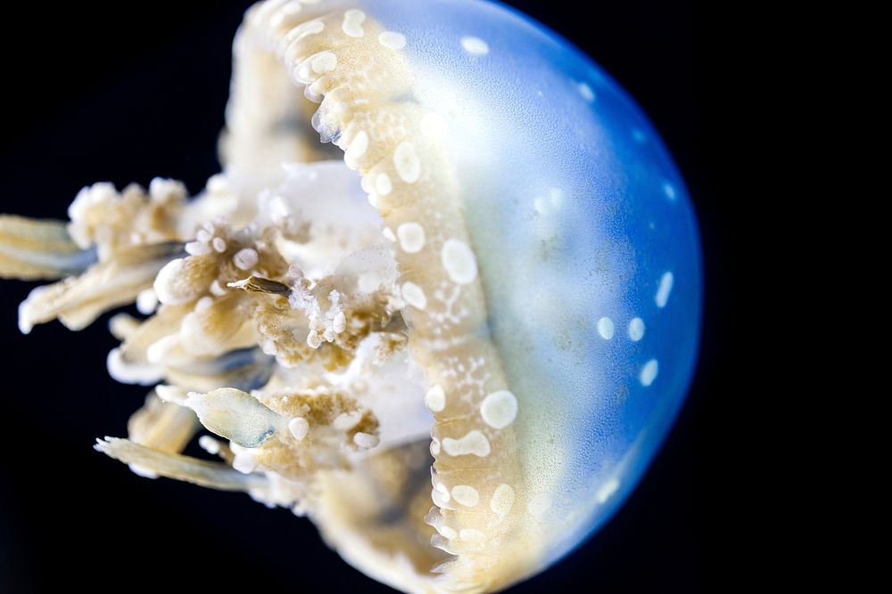 Bright blue floating jellyfish. Free public domain CC0 image.