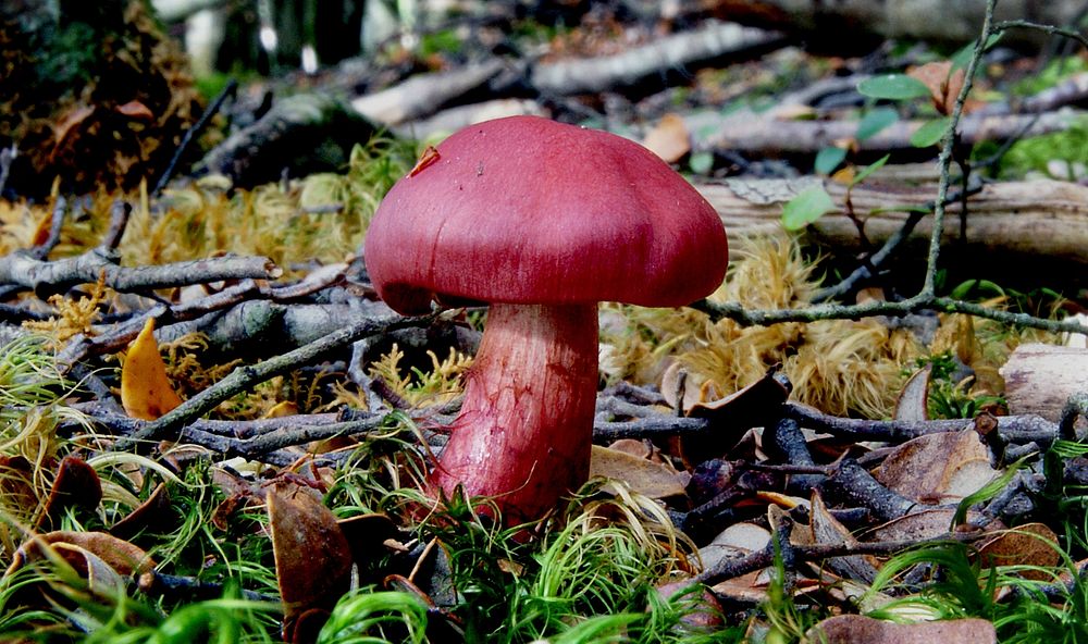 Red mushroom in the woods. Original public domain image from Flickr