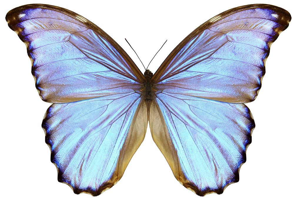 Beautiful butterfly on white background. Free public domain CC0 image. 