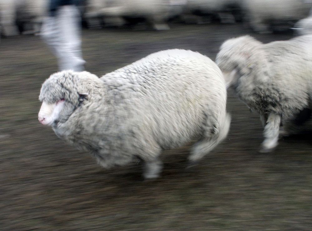 Sheep on the move.