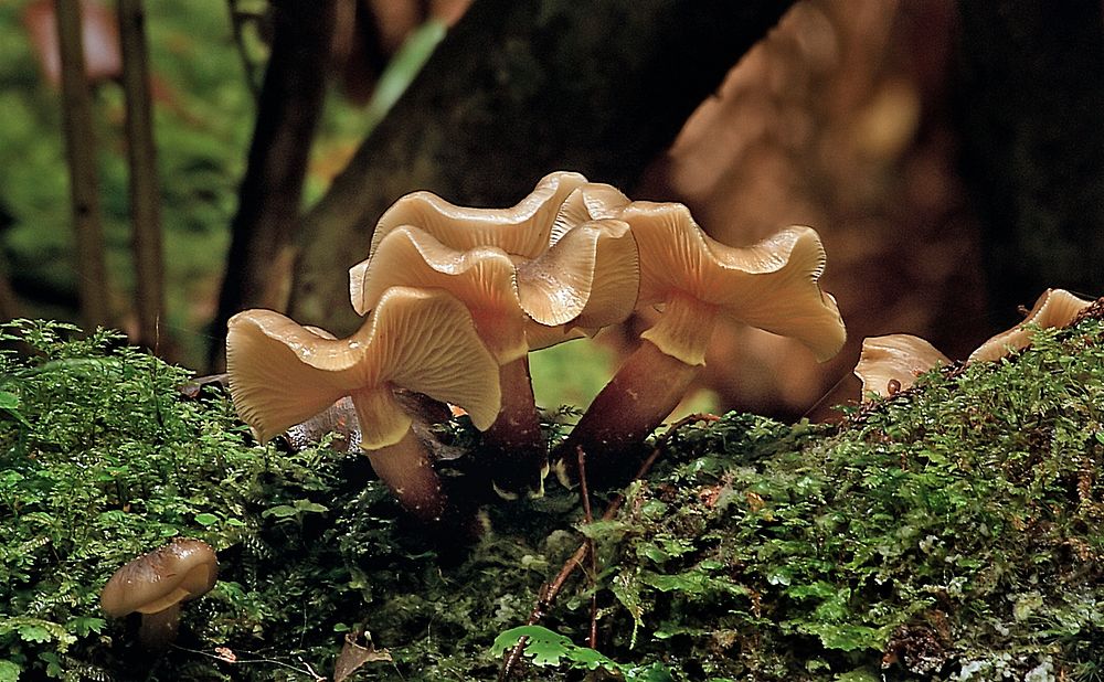 Wild mushroom, Armillaria novae-zelandiae. Original public domain image from Flickr
