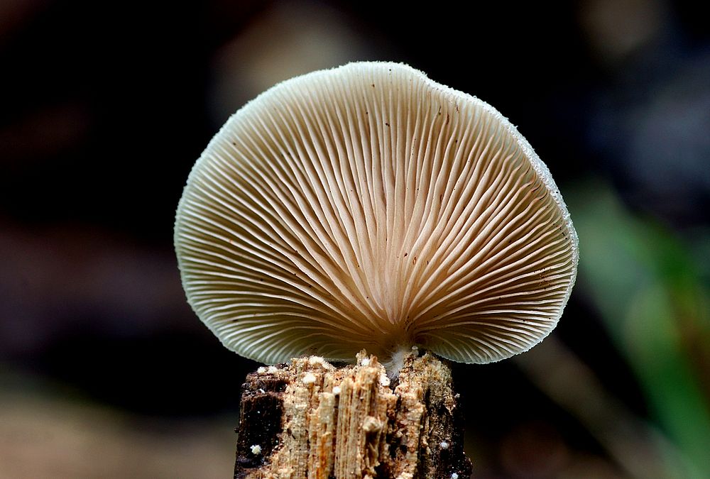 Crepidotus versutus, species of fungi in the family Crepidotaceae. Original public domain image from Flickr.