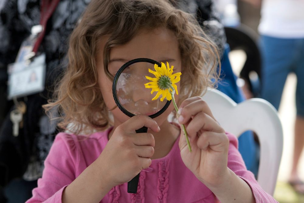 A young girl examines the inner workings of a daisy flower at the National Park Service's annual Science Fest. Original…