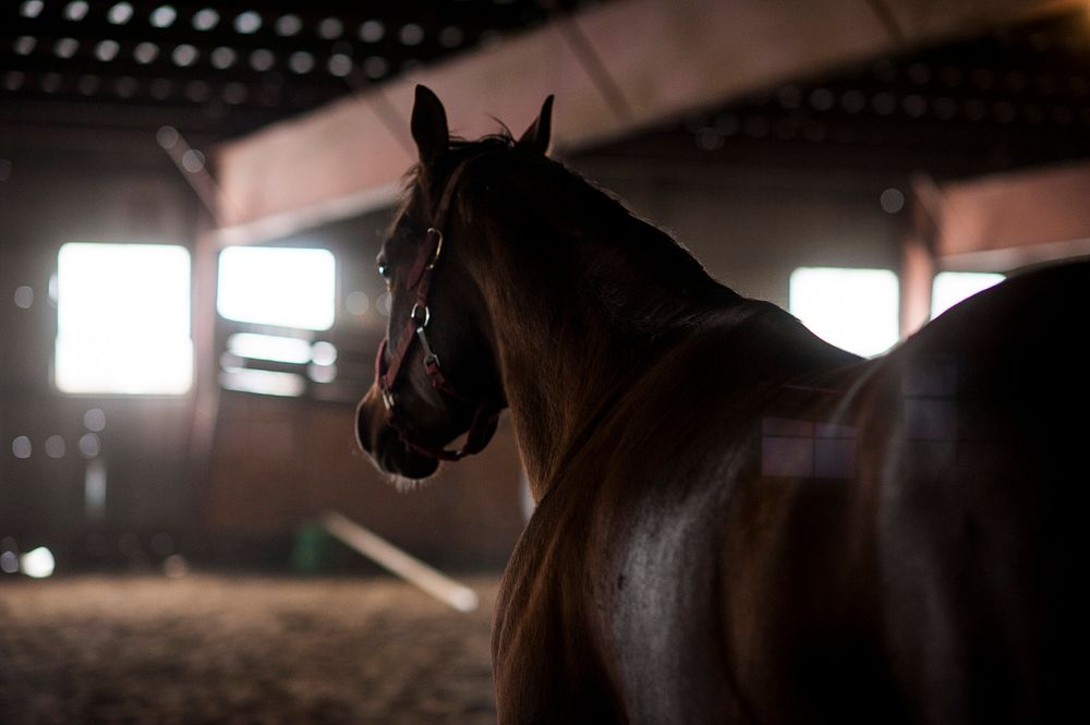 Horse in barn. Original public domain image from Flickr