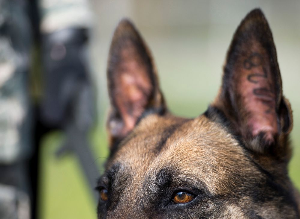Katya, a military working dog with the U.S. Air Force's 52nd Security Forces Squadron (SFS), awaits the next command from…