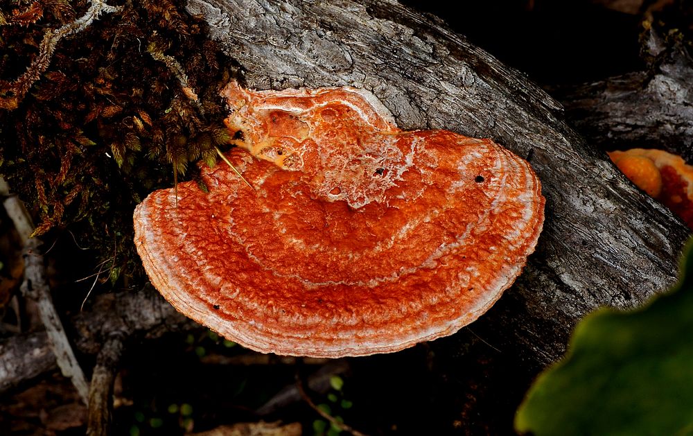 Orange Bracket Fungi.Pycnoporus coccineus (Orange Bracket)A brilliant orange red fungus which bleaches to a whitish colour…