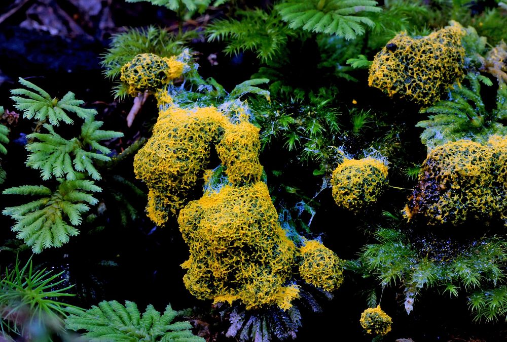 Yellow slime mold. Free Photo rawpixel