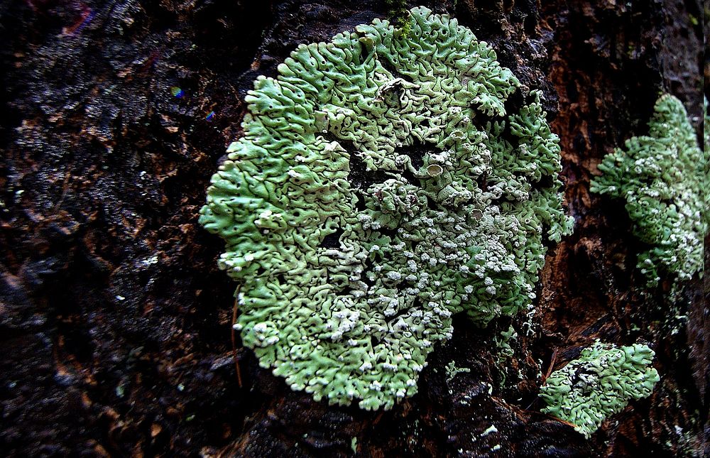 Lichen on tree.