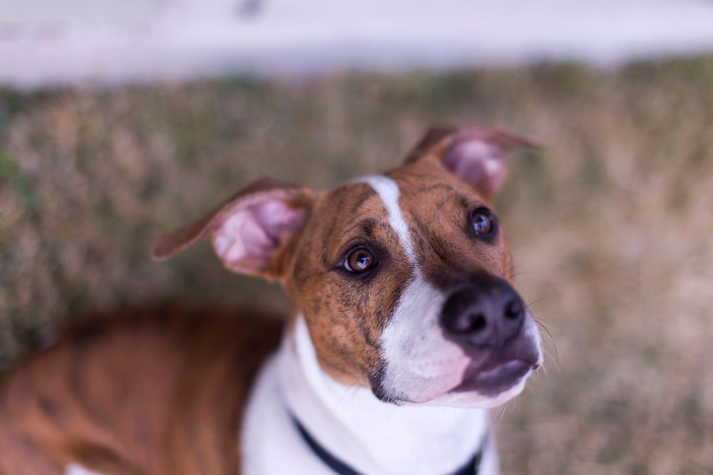 Pitbull. Original public domain image | Free Photo - rawpixel