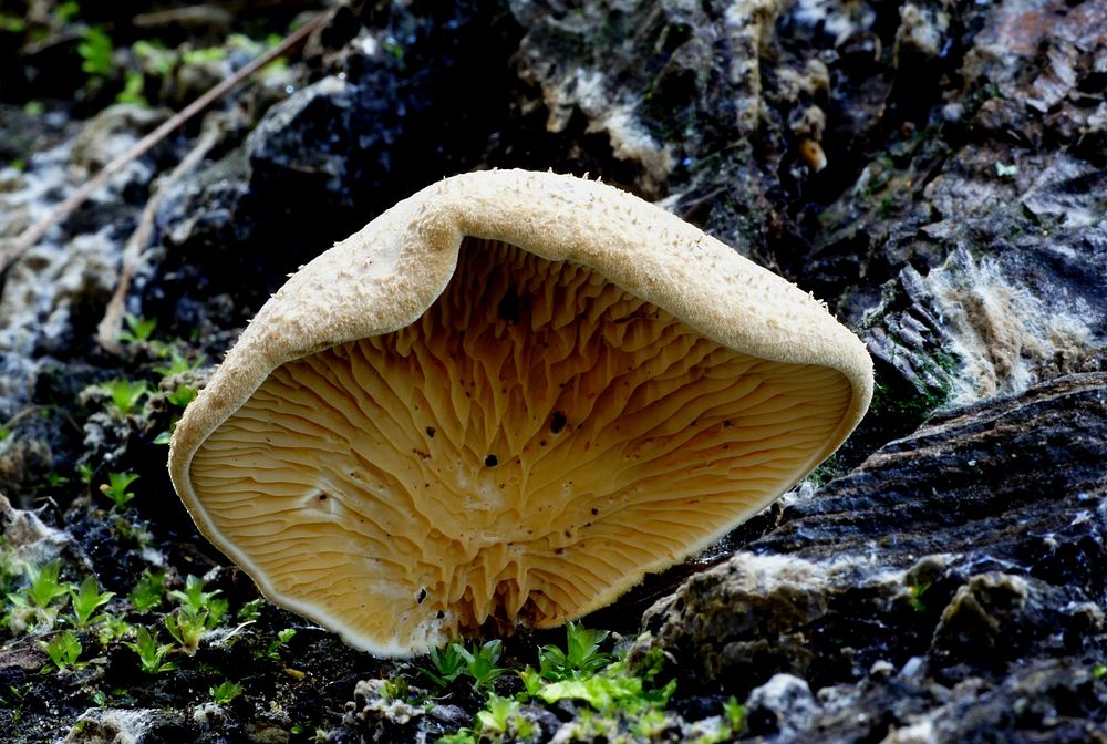 Pleurotus ostreatus, the oyster mushroom