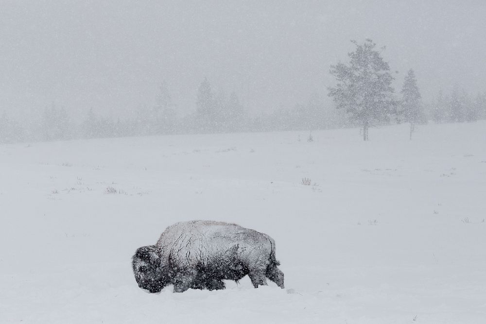 Bison covered with snow on Swan Lake Flat. Original public domain image from Flickr