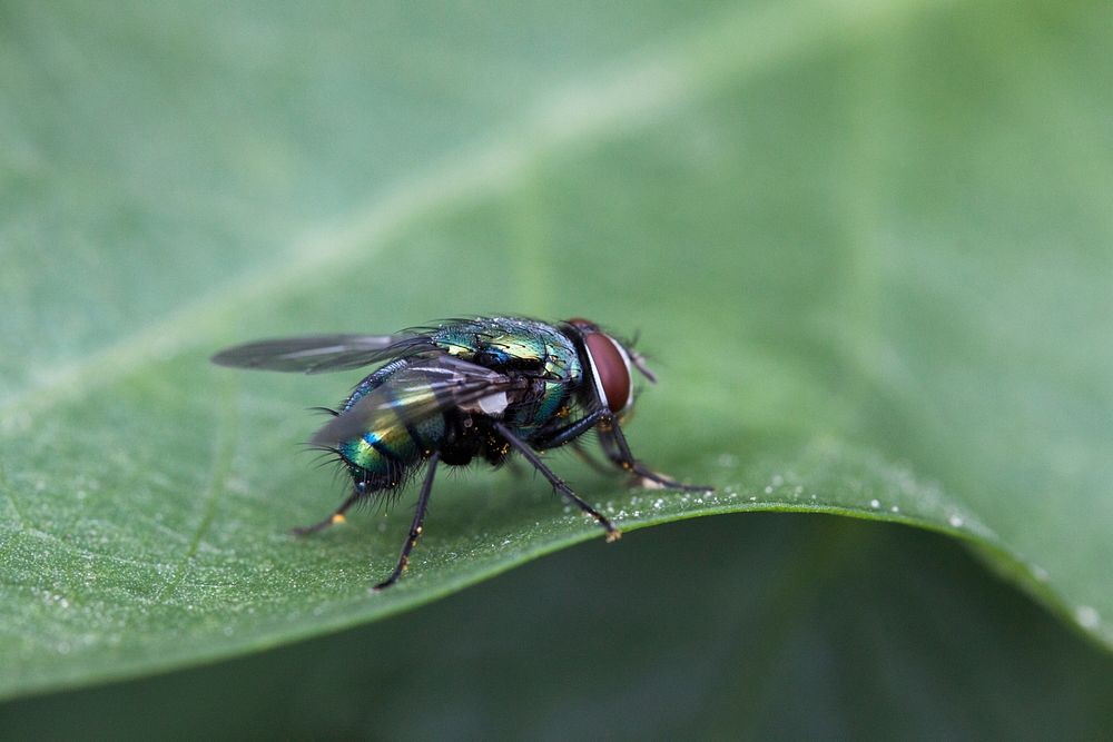Fly on the leaf.
