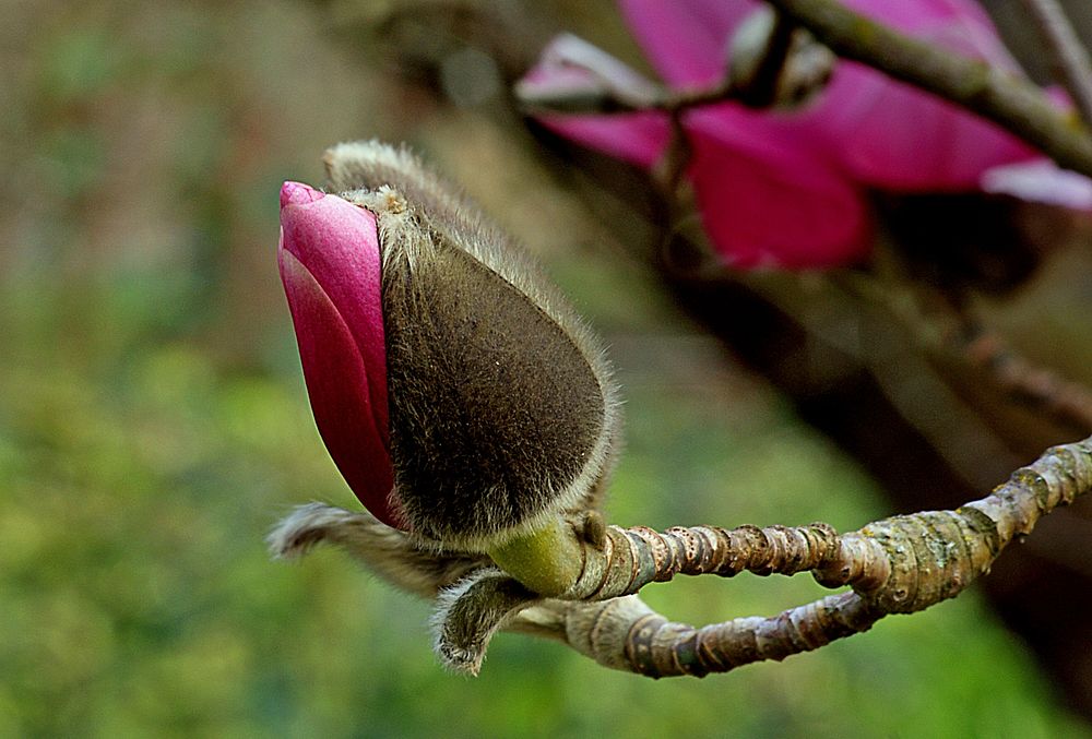 Magnolia bud.