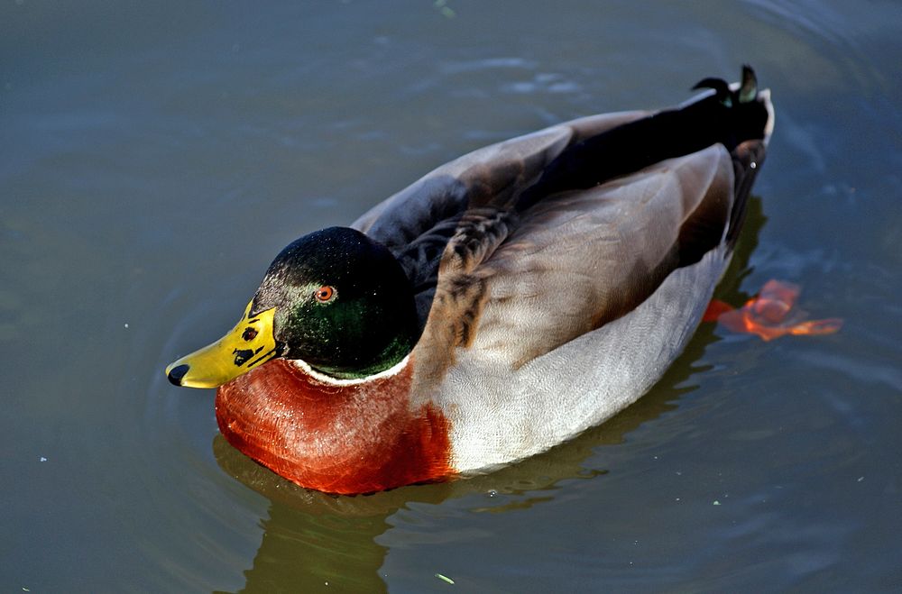 Male mallard duck.