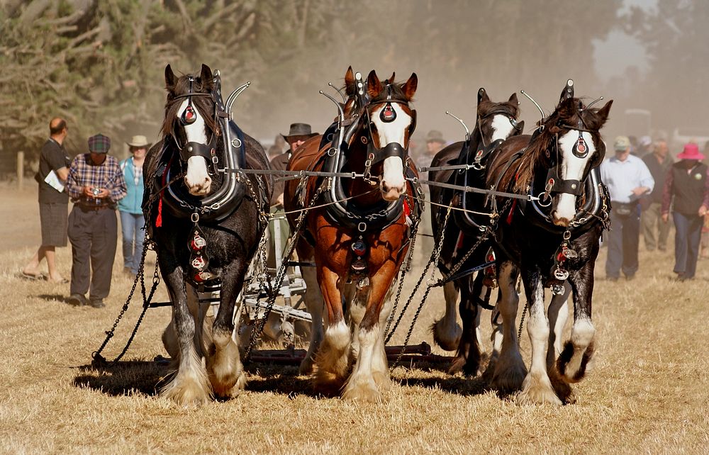 Draft horses and draft crossbreds are versatile breeds used today for a multitude of purposes, including farming, draft…