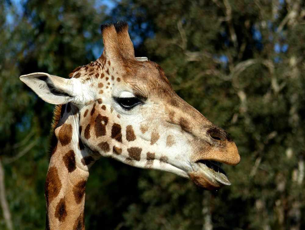 Rothschild's giraffe.