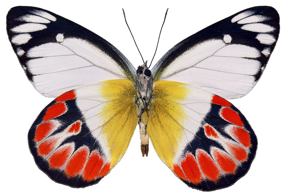 Beautiful butterfly on white background. Free public domain CC0 image.