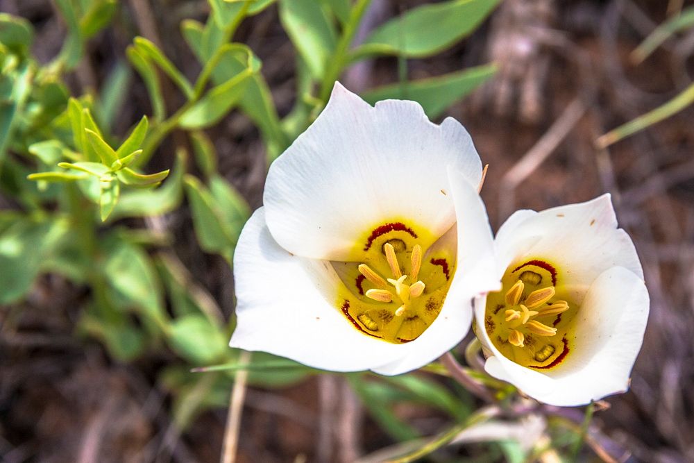 Double Sego LilliesCredit: NPS/Kait Thomas. Original public domain image from Flickr