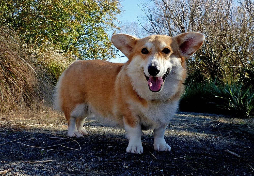 The Pembroke Welsh Corgi is a herding dog breed, which originated in Pembrokeshire, Wales. It is one of two breeds known as…