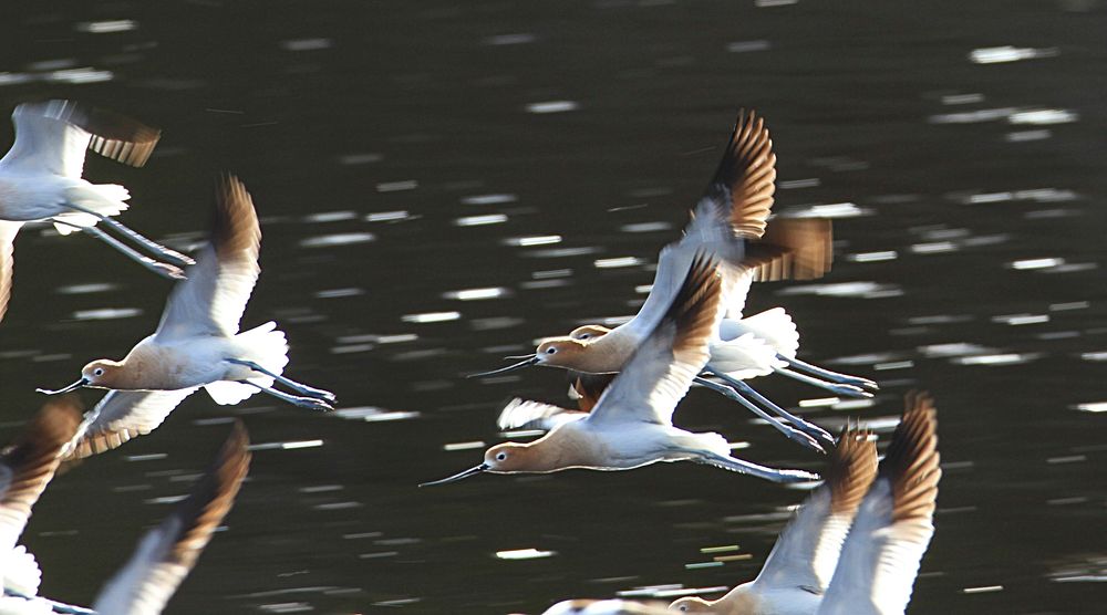 American avocets flying above Floating Island Lake by Jim Peaco. Original public domain image from Flickr