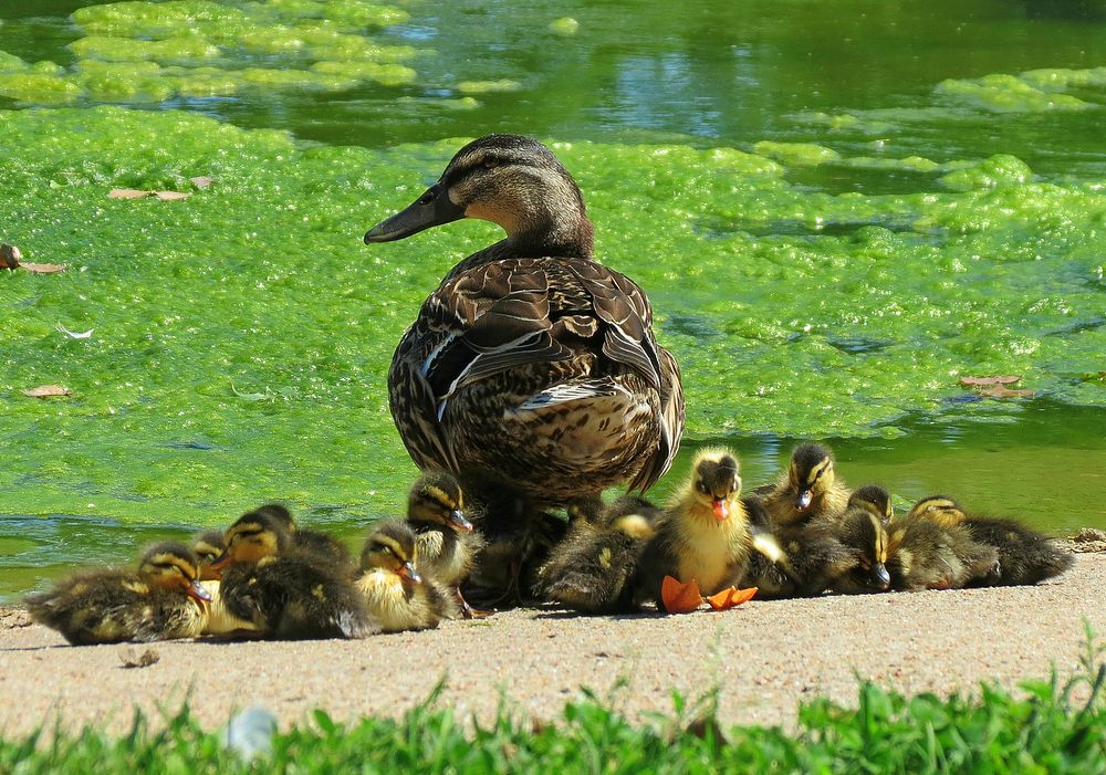 Ducklings at Neosho National Fish HatcheryPhoto by Bruce Hallman/USFWS. Original public domain image from Flickr