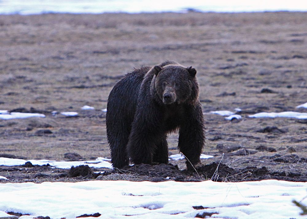 Grizzly bear north of Obsidian Cliff by Jim Peaco. Original public domain image from Flickr