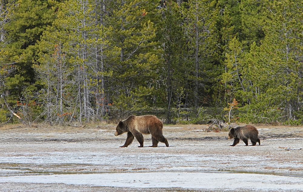 Grizzly Sow and Yearling Near Daisy Geyser by Jim Peaco. Original public domain image from Flickr