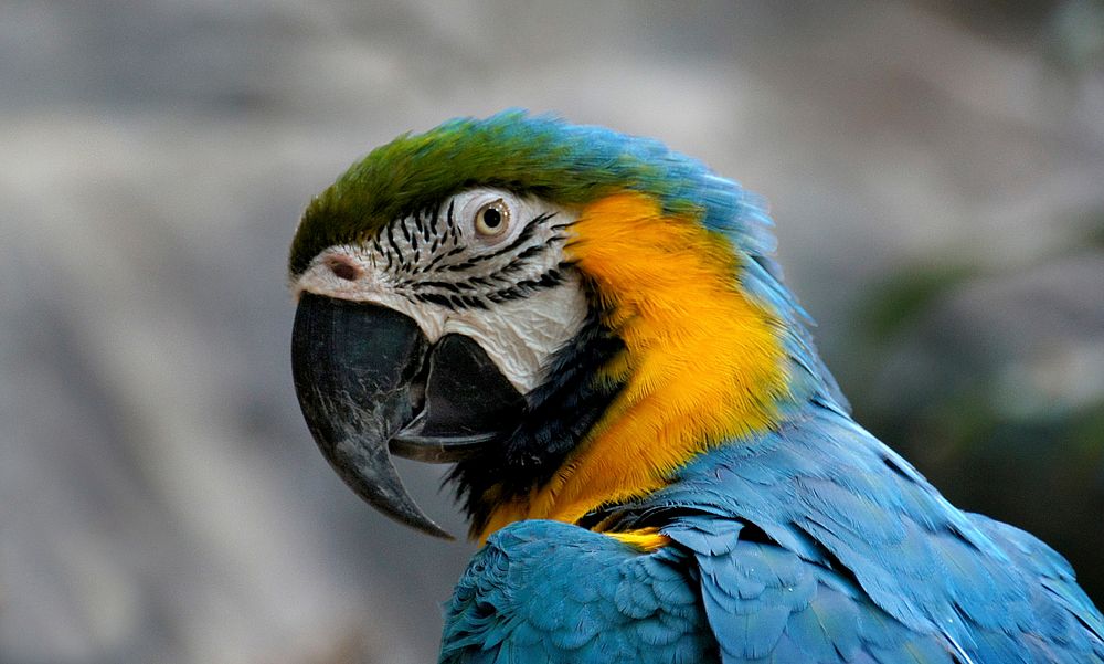The Blue-and-yellow Macaw, also known as the Blue-and-gold Macaw, is a large South American parrot with blue top parts and…