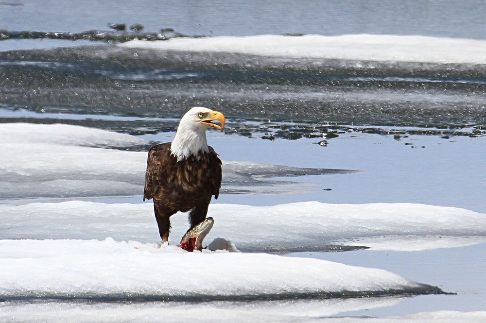 Bald eagle one snowy lake. Original public domain image from Flickr