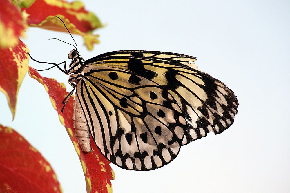 The Paper Kite Butterfly only has two rather common colors, black and white, but is still an eye catching beauty.