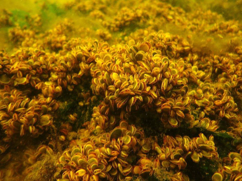 A closer look at thousands of mussels.