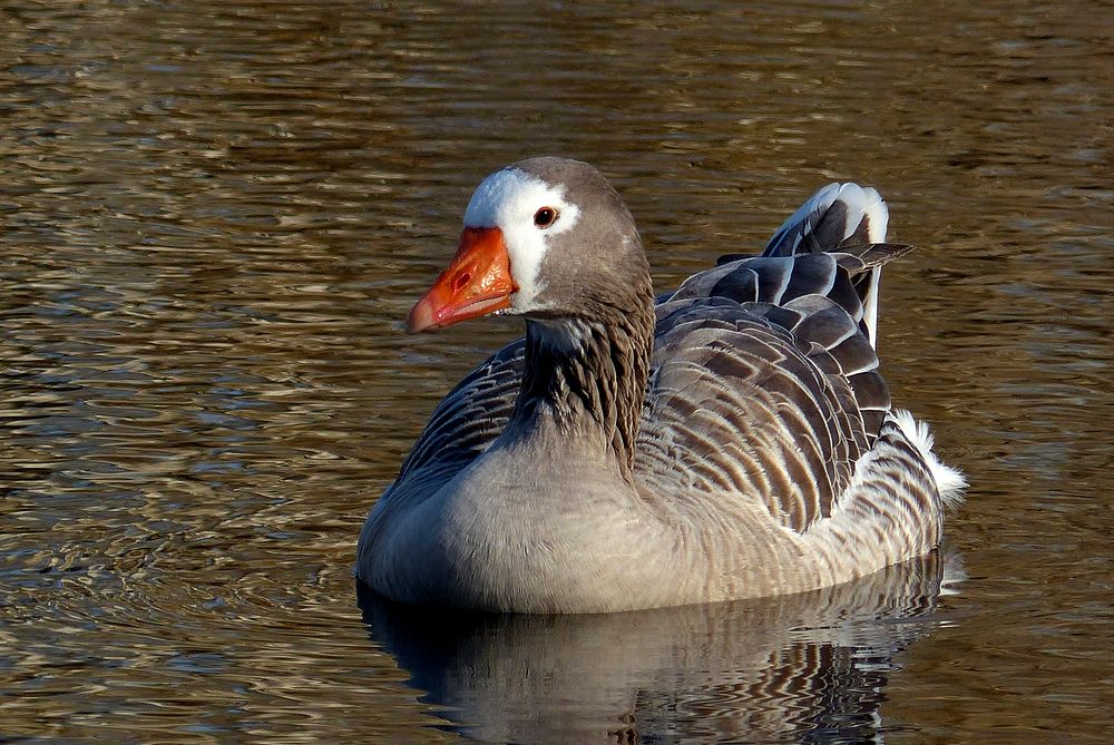 Pilgrim Goose.Pilgrim Geese are a breed of domestic goose. The origins of this breed are unclear, but they are thought to be…
