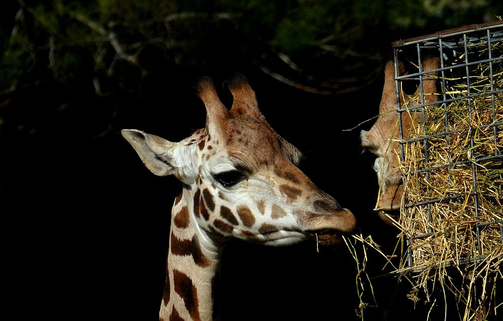 Feeding time Orana Park.Christchurch. | Free Photo - rawpixel